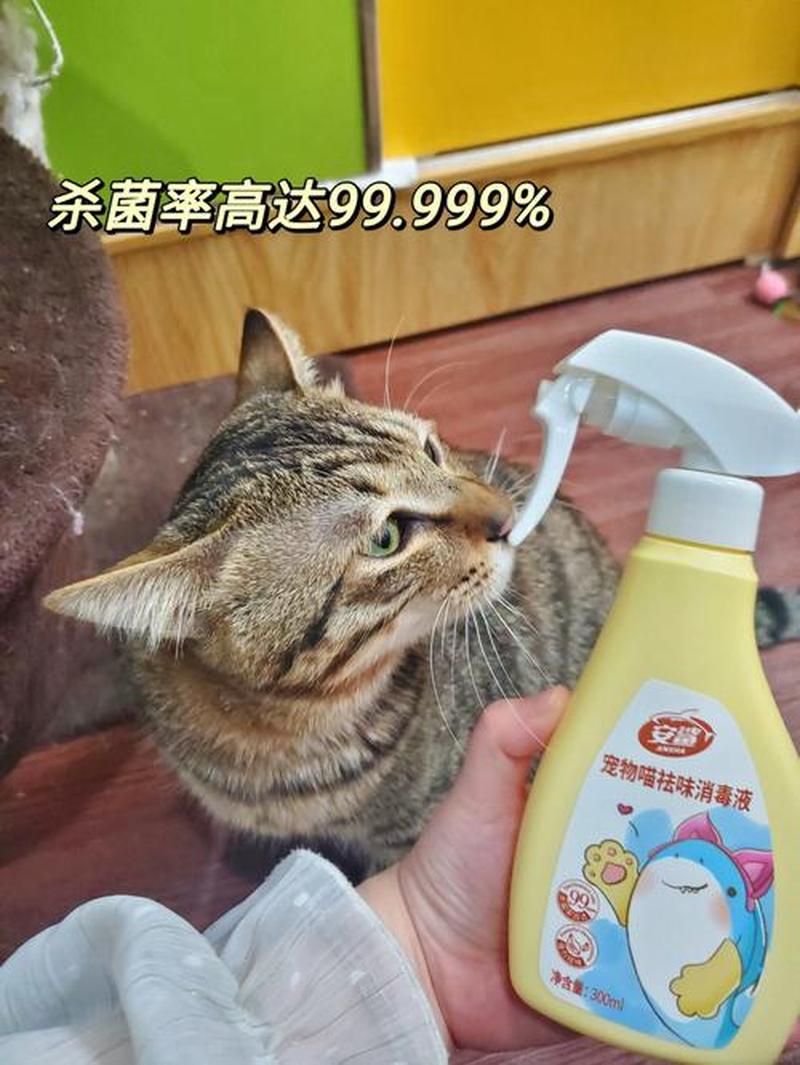 养猫前用哪种消毒液更好_养猫入门：消毒液选择指南-第1张图片-猫咪屋