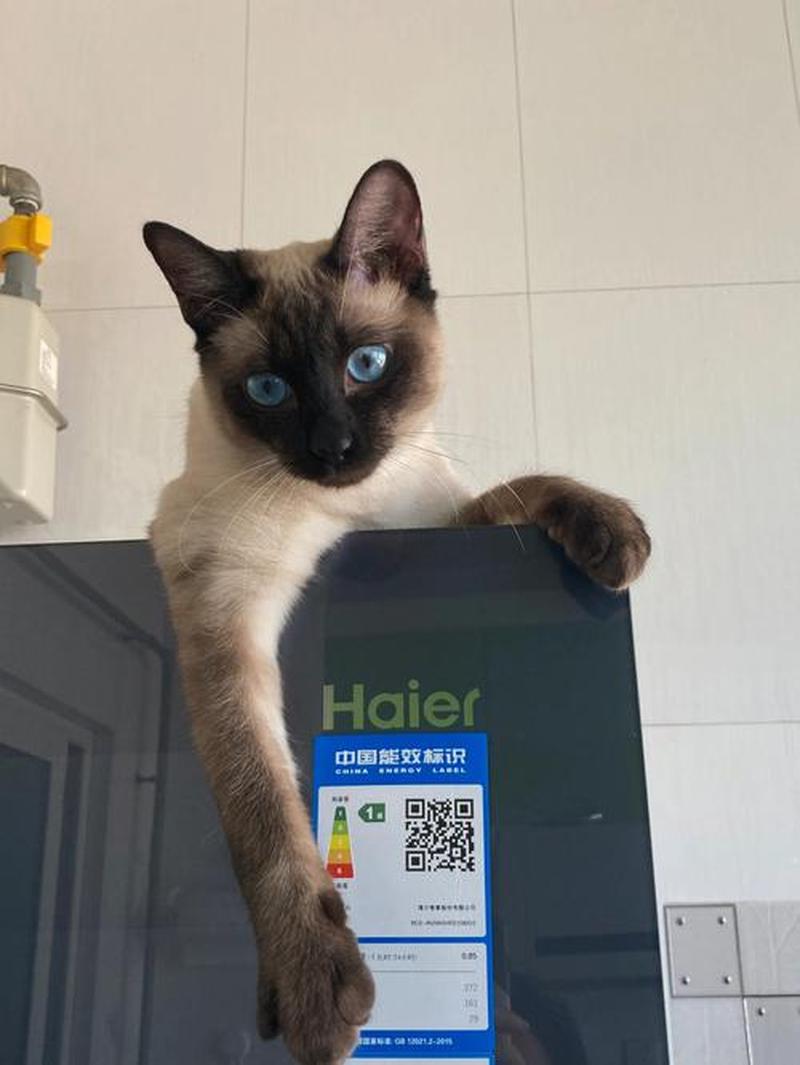 暹罗猫猫怎么读—暹音妙喵 妙语连珠-第1张图片-猫咪屋