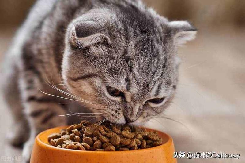 猫食一次喂多少钱(猫食一次喂多少钱合适)-第1张图片-猫咪屋