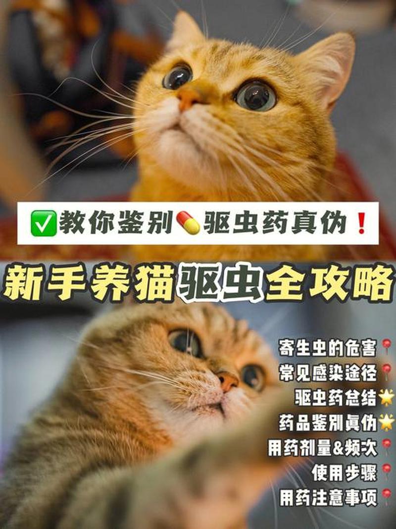 怎么喂猫吃液态驱虫药—怎么给猫喂驱虫药视频-第1张图片-猫咪屋