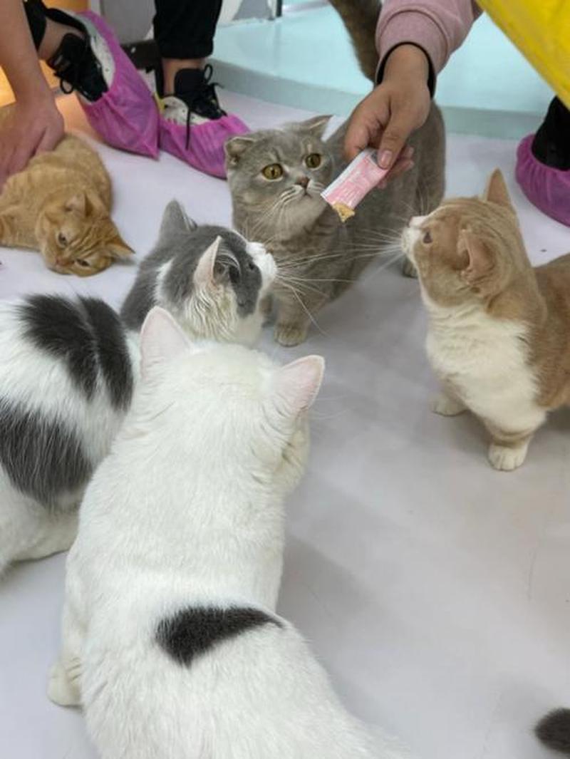 能领养猫的网站_猫咪天堂：领养一只毛茸茸的伙伴-第1张图片-猫咪屋