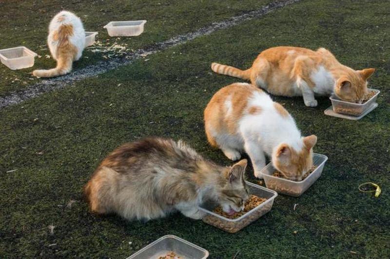 流浪猫一般喂啥吃(流浪猫喂食份量指南：避免过量与不足)-第1张图片-猫咪屋