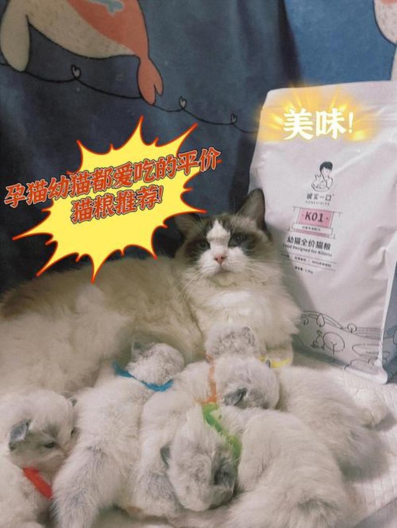 母猫怀孕后吃多少猫粮_母猫孕期间猫粮喂食指南：是与否之辩-第1张图片-猫咪屋