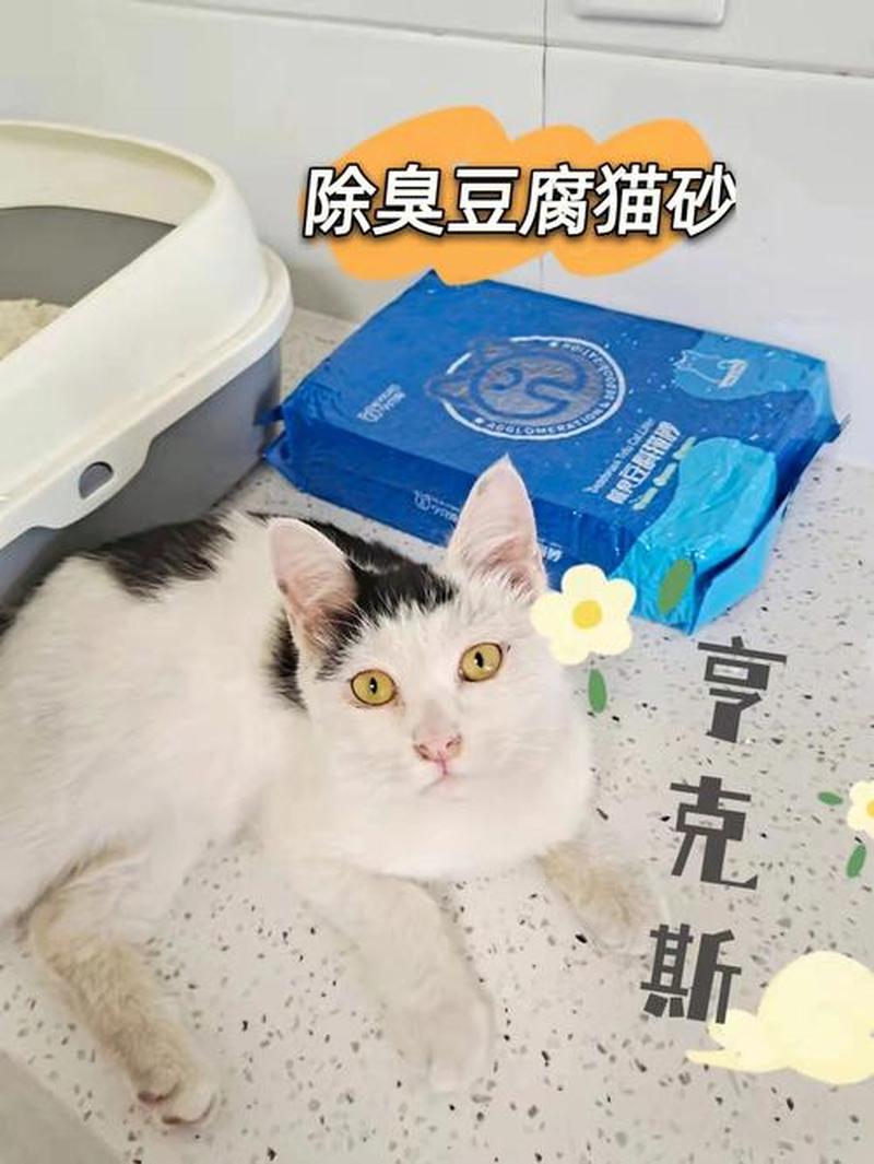 猫砂可不可以用(沙与猫砂：适宜互换吗？)-第1张图片-猫咪屋