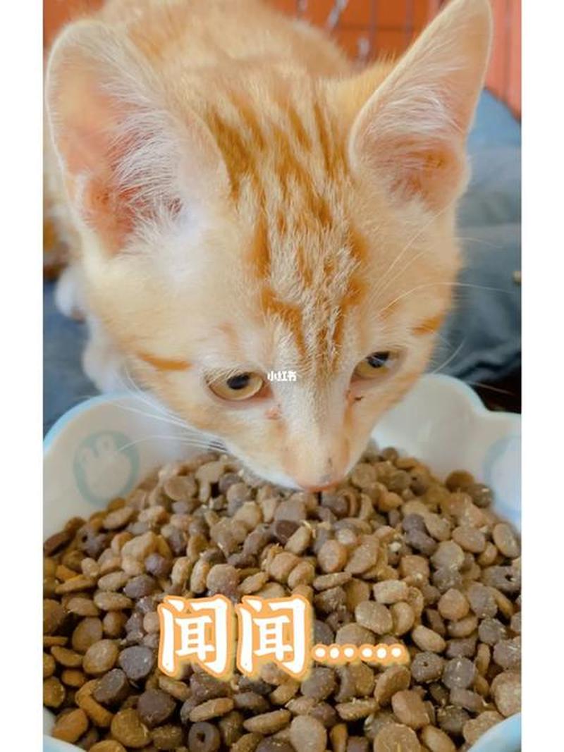 不吃饭小奶猫喂什么—小奶猫不吃东西-第1张图片-猫咪屋