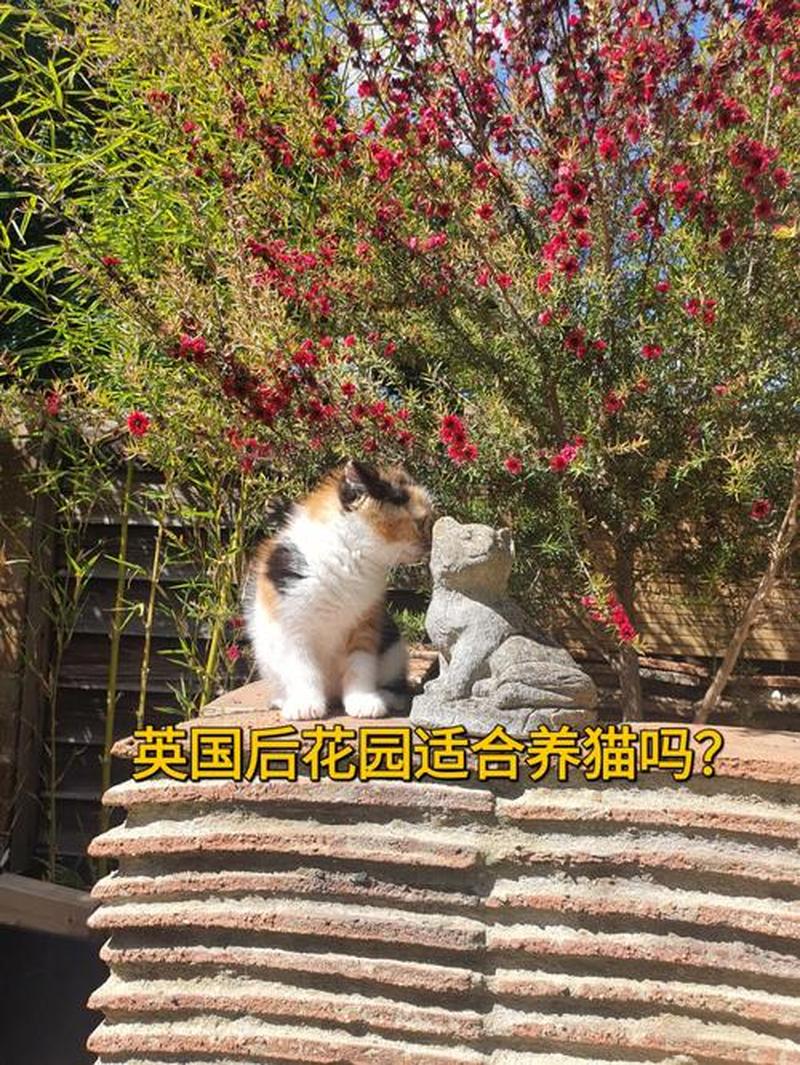 室外养猫怎么养_室外如何养猫-第1张图片-猫咪屋