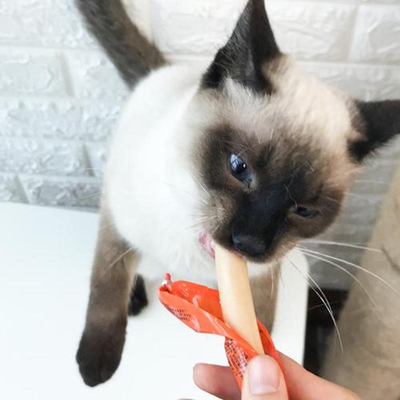 经常喂猫吃火腿_火腿诱惑：猫咪的致命美食-第1张图片-猫咪屋