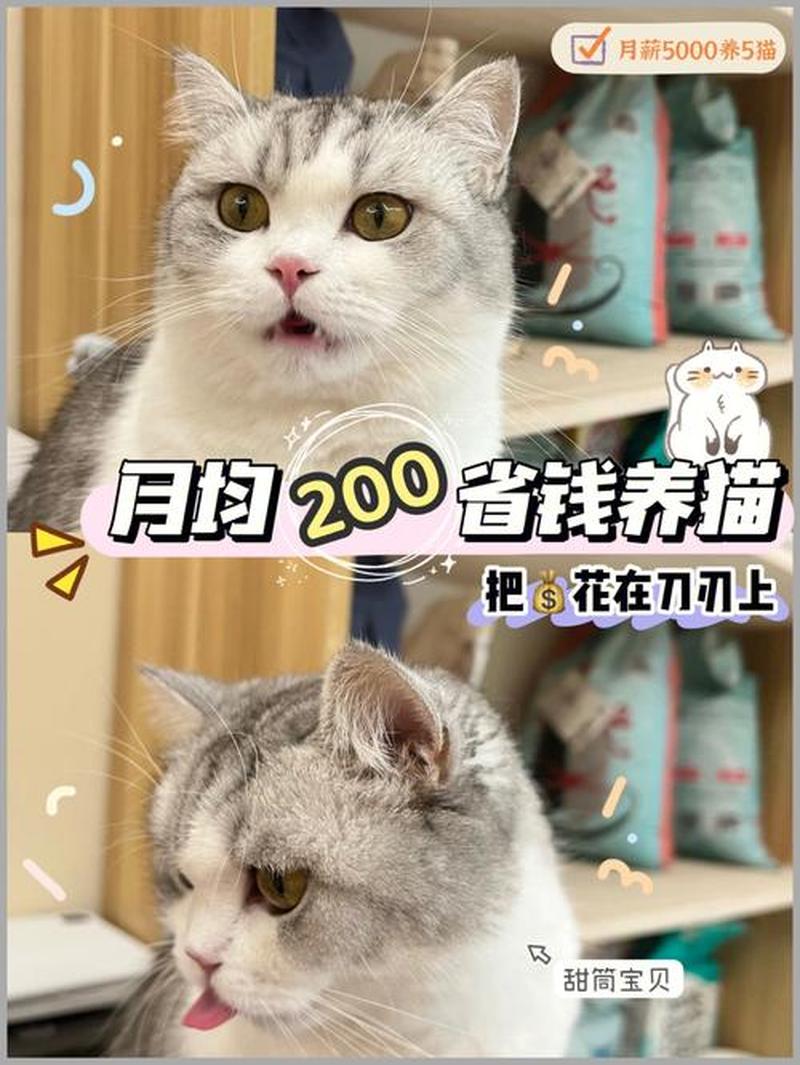 饲养猫只注意营养摄入—饲养猫只注意营养摄入不吃猫粮-第1张图片-猫咪屋