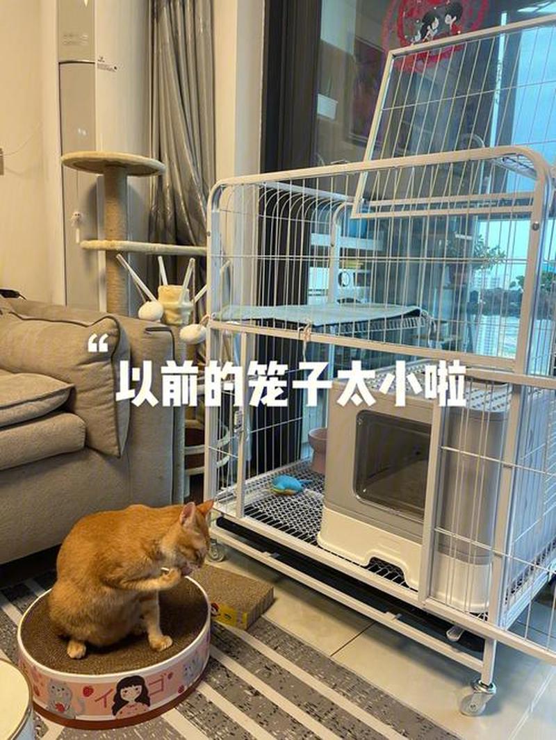 养猫能不能关在笼子里面_笼中猫语：关与不关的抉择-第1张图片-猫咪屋