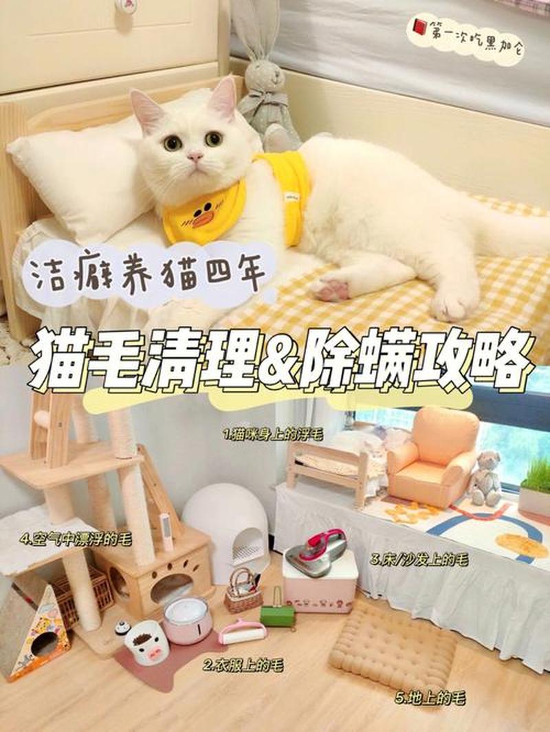 养猫房间清洁(养猫咪的房间怎么打扫)-第1张图片-猫咪屋