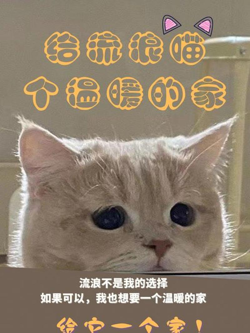 领养猫的广告怎么写—给毛茸茸的小生命一个温暖的家：一起领养猫咪，赠予爱与欢乐-第1张图片-猫咪屋