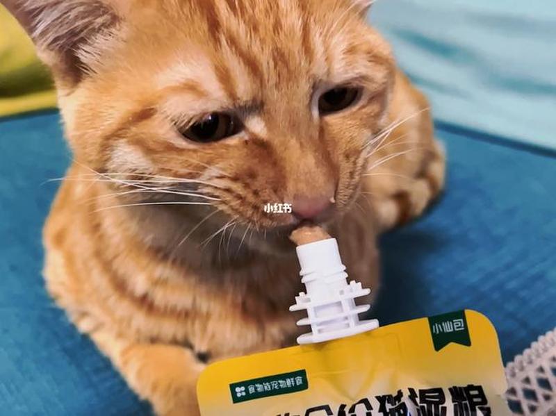 小猫咪没有食欲怎么办_小猫咪没有食欲怎么办啊-第1张图片-猫咪屋