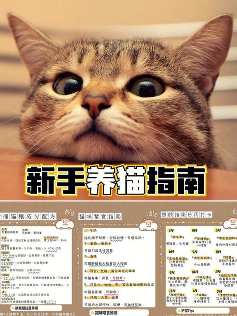 上海养猫条件—上海都市养猫攻略：满足爱宠需求的便捷指南-第1张图片-猫咪屋