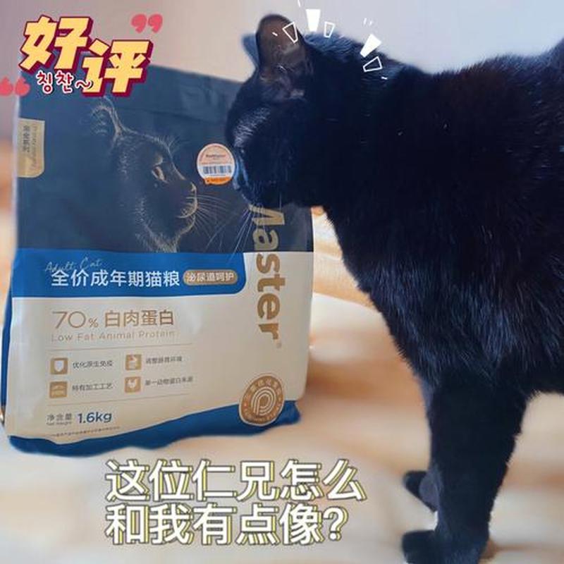 猫吃猫粮就不吃别的了吗—猫粮饭并济，贴心呵护喵星胃-第1张图片-猫咪屋