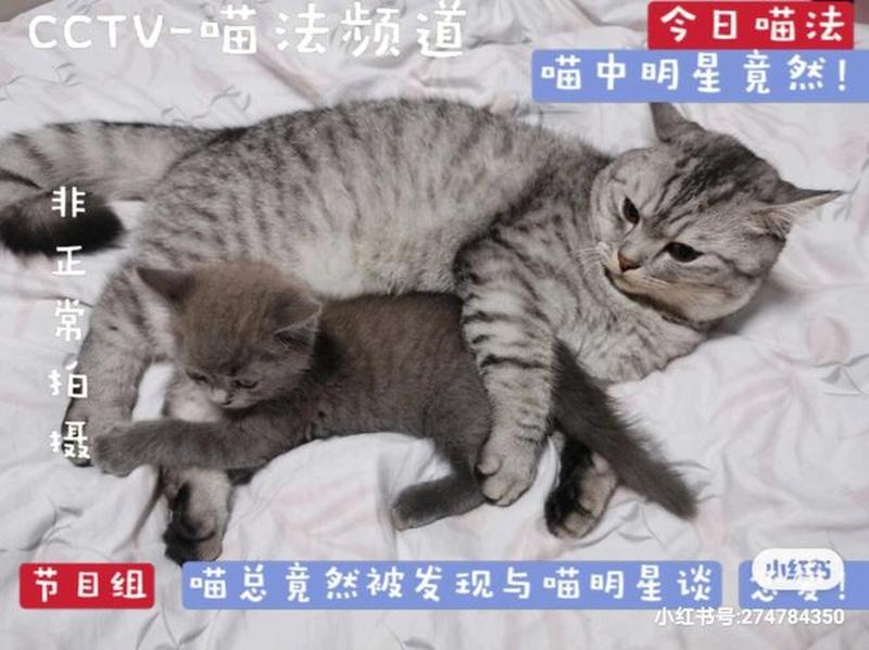 三周大的猫一次喂多少—揭秘猫喂食频率：从每周三餐到每日多次-第1张图片-猫咪屋