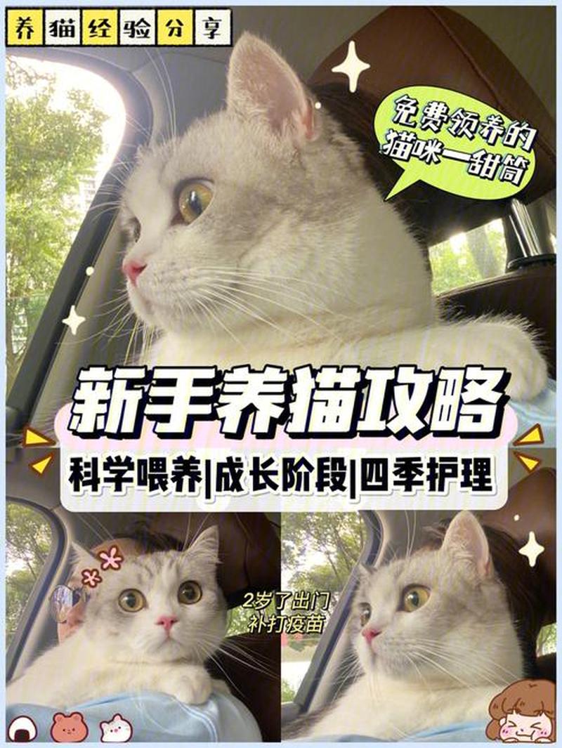 如何定时定点喂猫—科学喂养爱猫：定时定量，健康相伴-第1张图片-猫咪屋