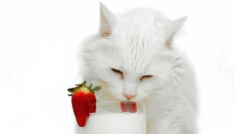 猫中毒喂牛奶解毒吗—牛奶非解毒良药 猫咪中毒切勿喂-第1张图片-猫咪屋