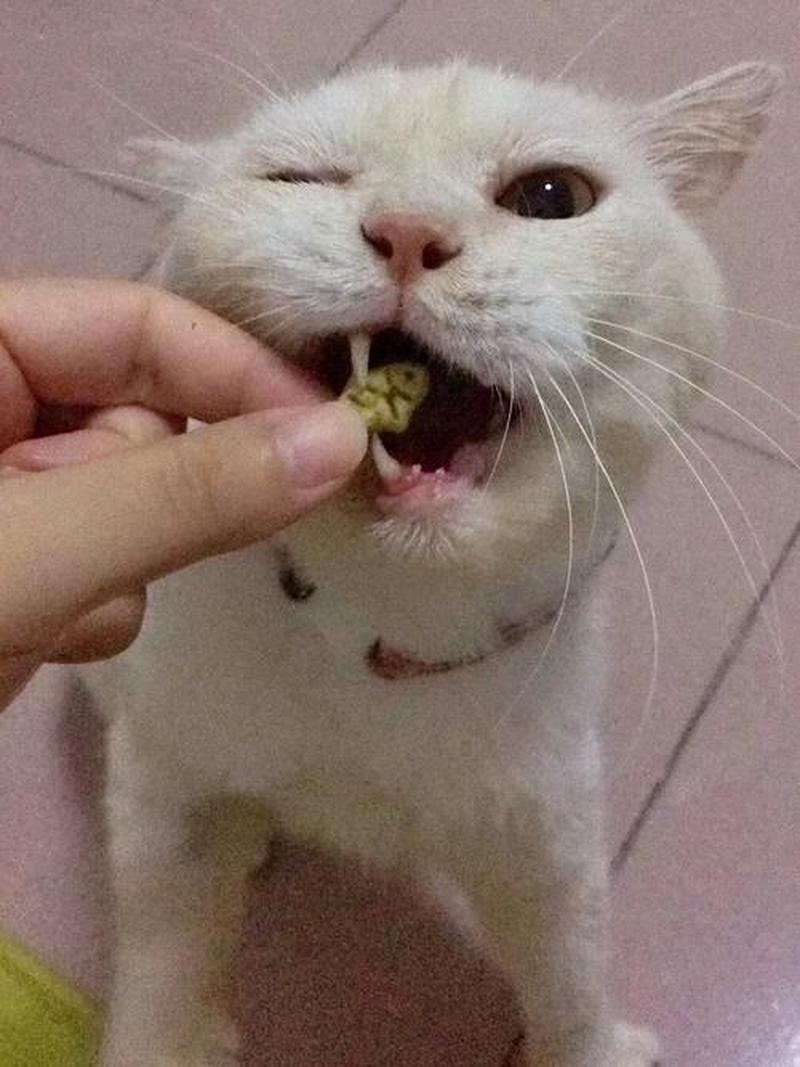 猫全口拔牙喂什么(猫全口拔牙喂什么食物)-第1张图片-猫咪屋