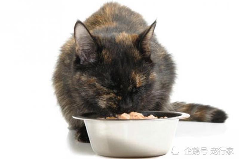 猫最近食欲不振怎么办_猫咪最近食欲不好怎么回事-第1张图片-猫咪屋