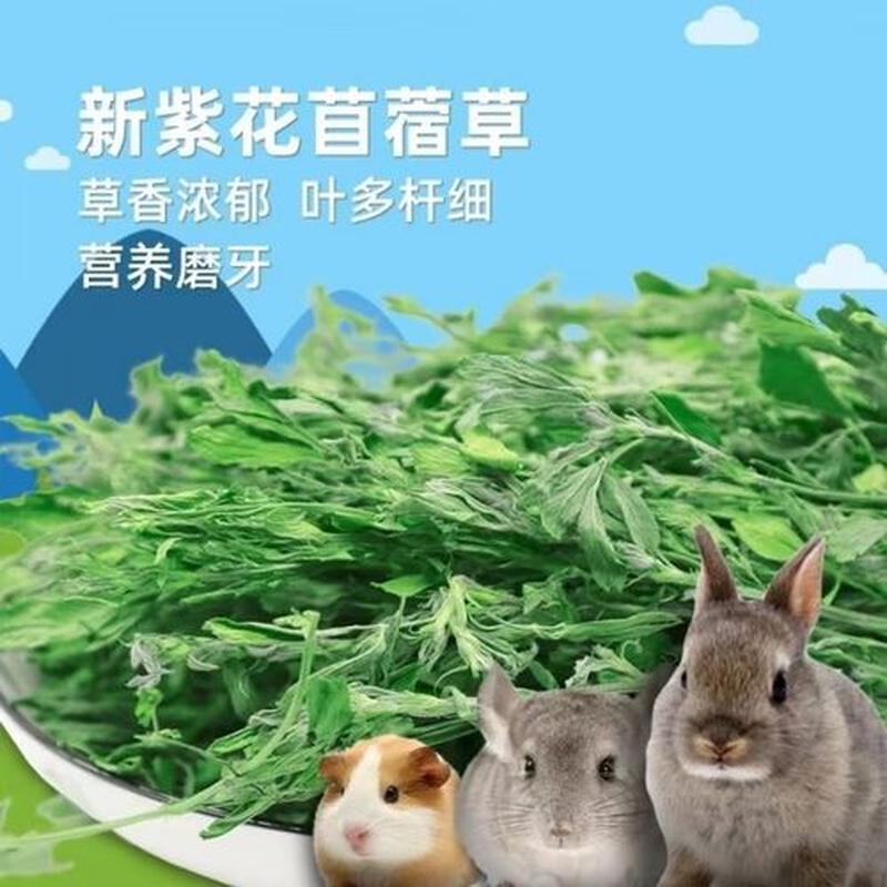 龙猫提草根苜蓿怎么喂(龙猫营养牧草：提草根苜蓿喂食指南)-第1张图片-猫咪屋