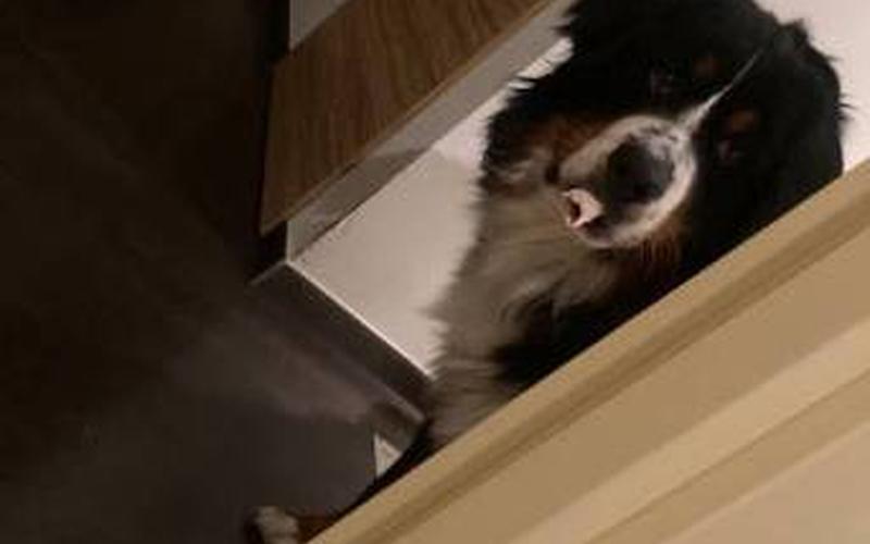  baldman(baldman是什么)