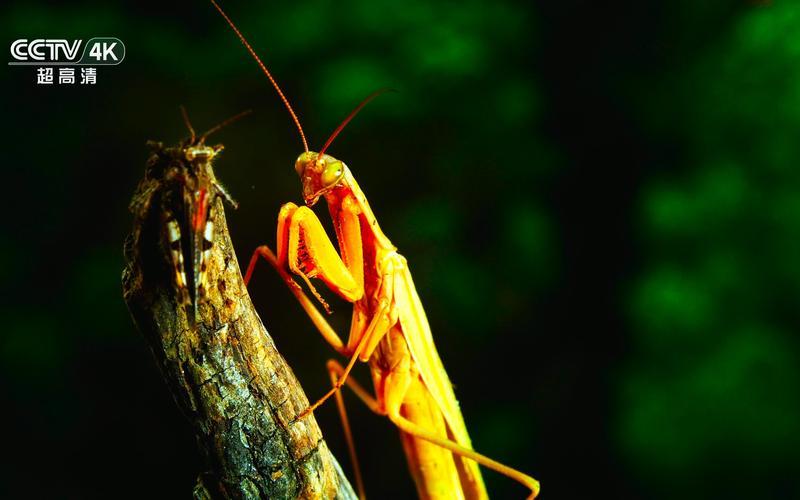  丛林星球(星球大战丛林)