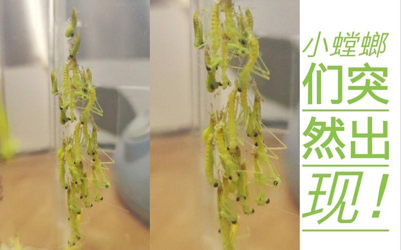 螳螂群之心-螳螂群之心成就