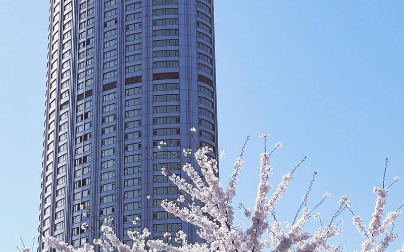  poorsakura4攻略(poor sakura 攻略)