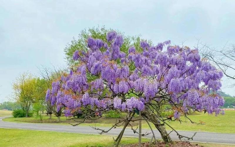  守门人的挑战(守门人的挑战机智紫色门开不了)