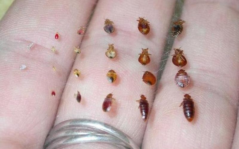  吸血甲虫(吸血甲虫有哪些)