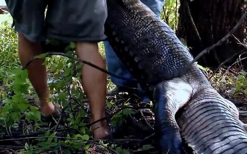 沼泽猎手10-沼泽猎手12季