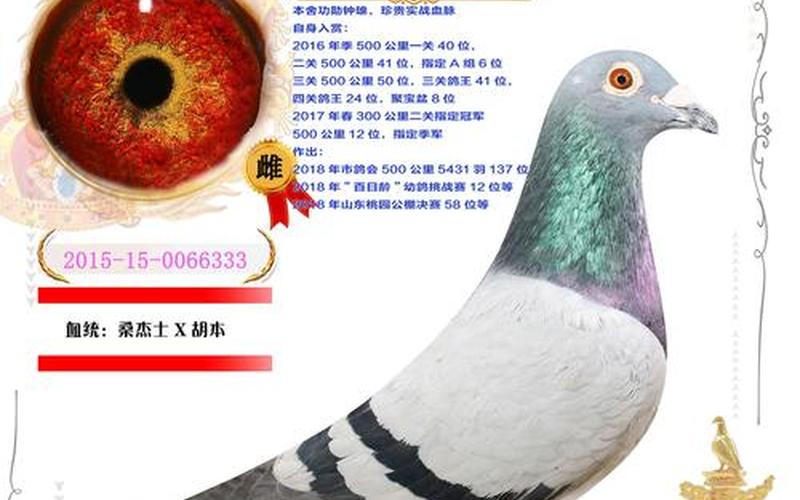  完美圣典(完美圣典ams小鸽子)