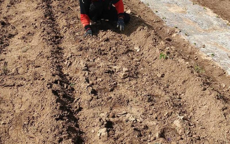  火炬之光2蹂虐狂战(火炬之光2蹂虐狂战怎么打)