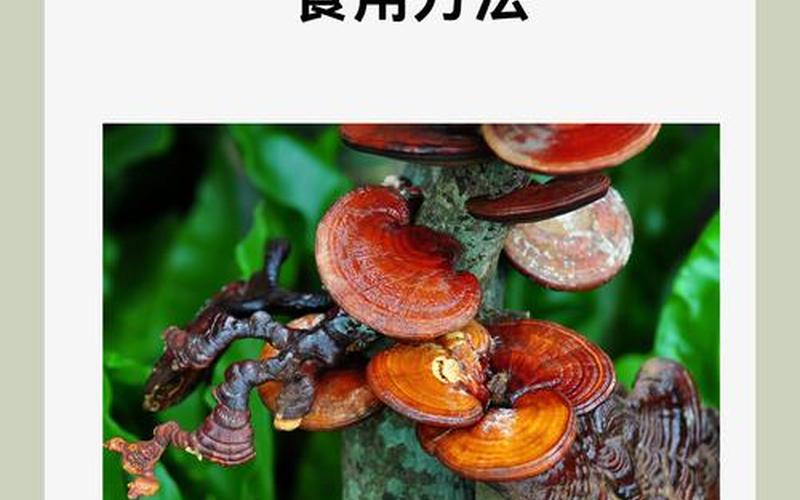 孢子 秘籍(孢子 秘籍 整地工具)