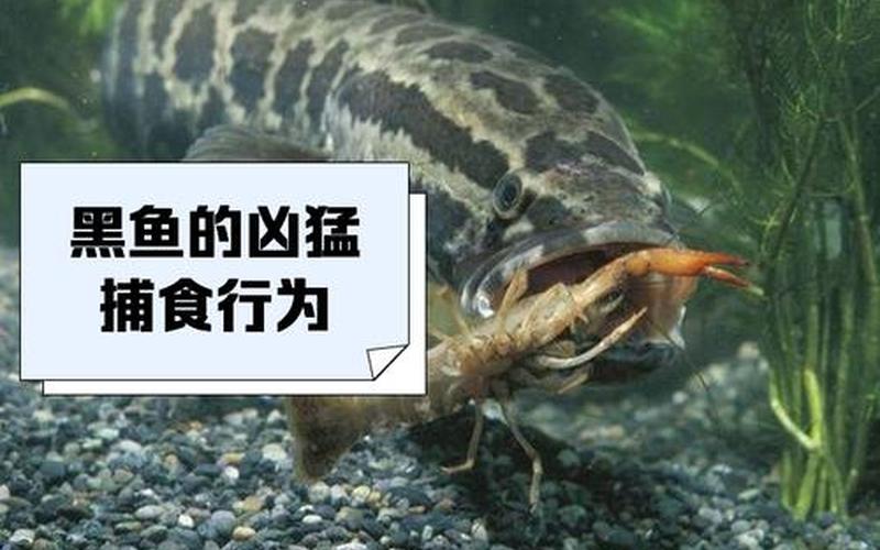 黑鳍的赃物(黑鳍的赃物找不到)