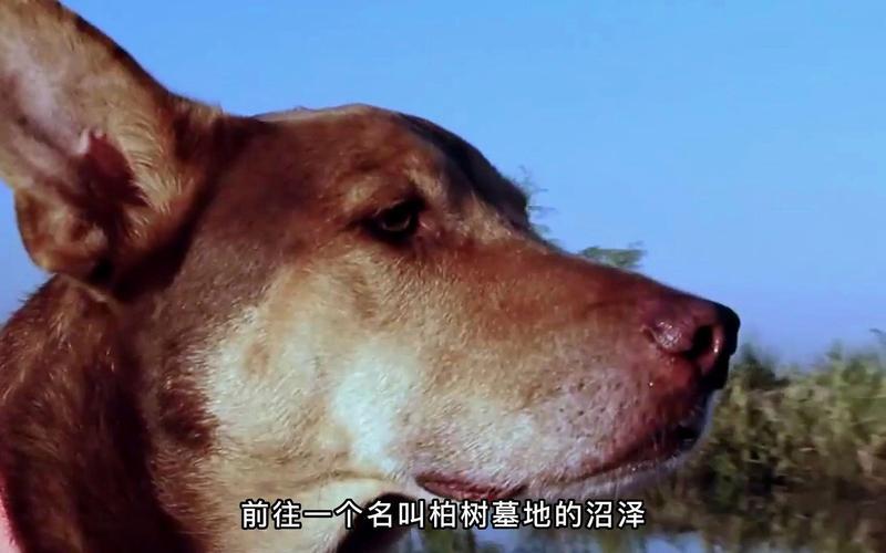  沼泽猎手10(沼泽猎手1国语视频)