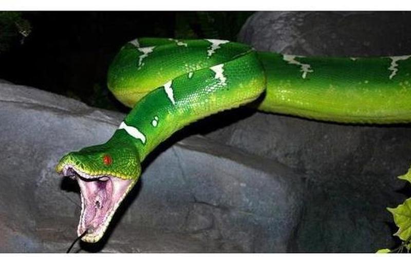  恶武2kd5(恶武子蛇有毒吗)