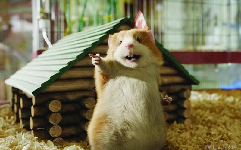 豚鼠特工队(豚鼠特工队国语版) 豚鼠特工队(豚鼠特工队国语版)