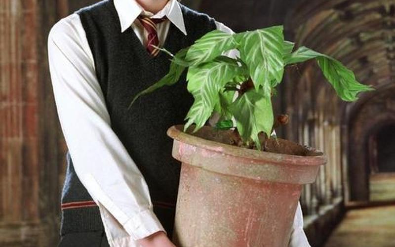  纳威森林-纳威森林精彩片段视频