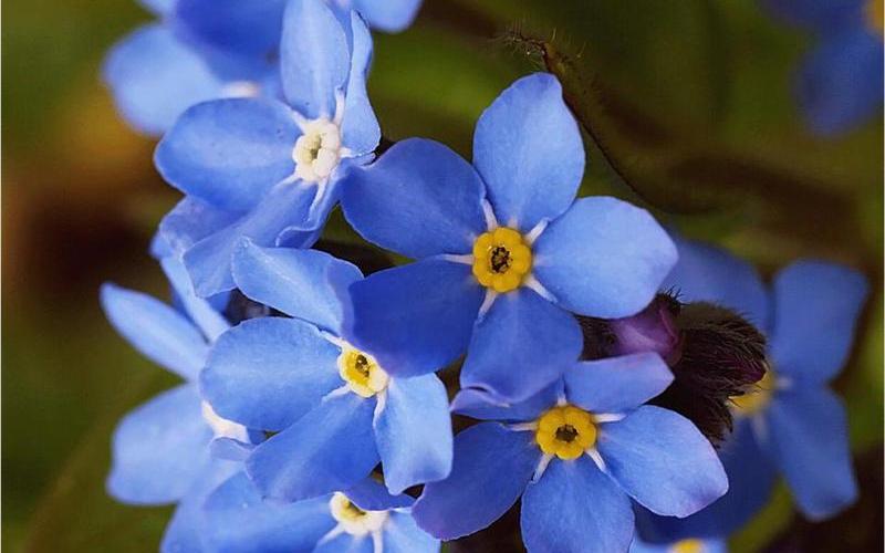  勿忘我好玩吗(勿忘我好玩吗？)