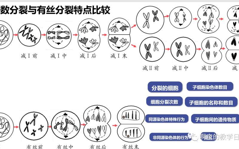  分裂细胞6(细胞分裂6dlc介绍)