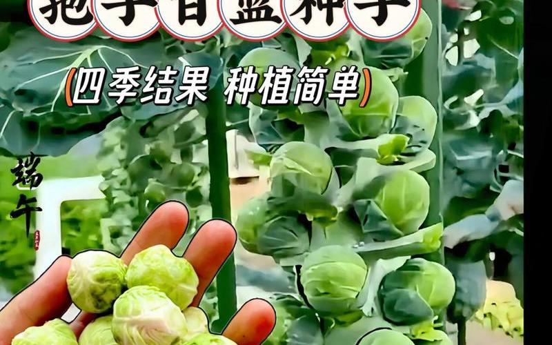  孢子配置(孢子配置要求高吗)