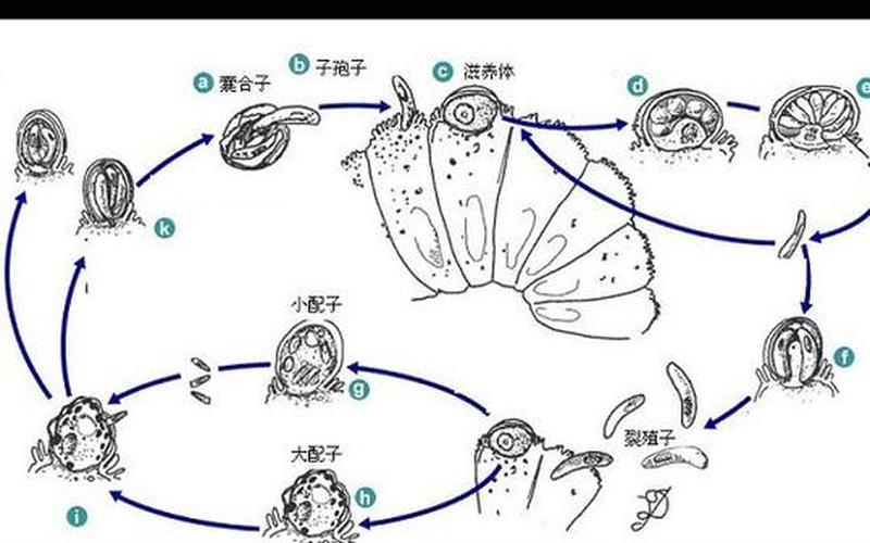 孢子配置(孢子 配置)
