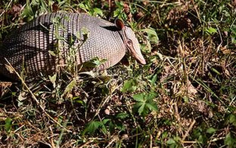  九带犰狳(九带犰狳怎么念)