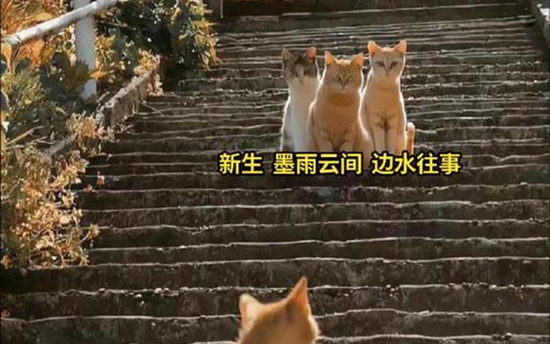  星际公民(星际公民哪个平台能玩)