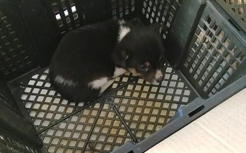  宠物狗金娃娃-宠物狗金娃娃图片