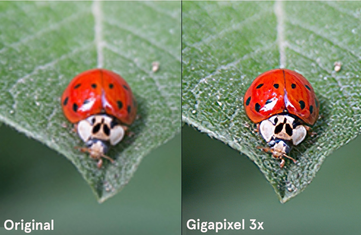 Topaz Labs推出新版Gigapixel AI软件 可将照片放大600%-第2张图片-科技快讯