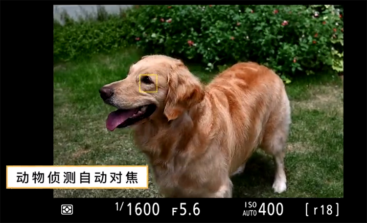尼康Z50微单获得固件更新 加入动物眼部追焦功能-第2张图片-科技快讯
