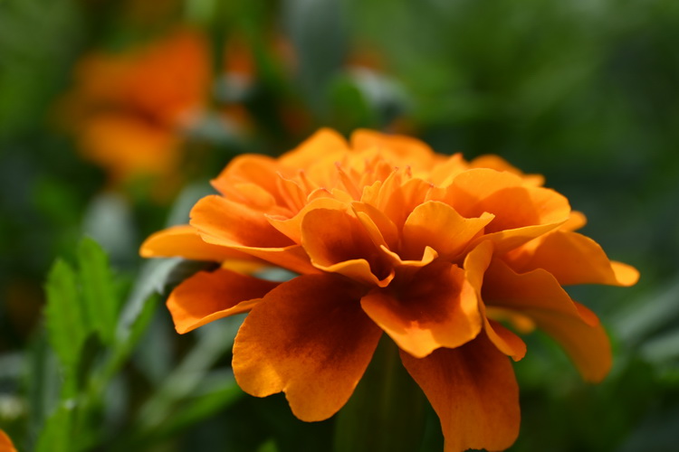尼康发布Z DX 18-140mm f/3.5-6.3 VR镜头 五档防抖仅重315g-第6张图片-科技快讯