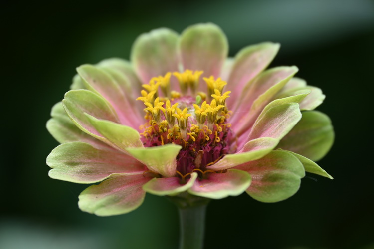 尼康发布Z DX 18-140mm f/3.5-6.3 VR镜头 五档防抖仅重315g-第11张图片-科技快讯